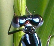 Male Variable Damsel 1 head © John Muddeman